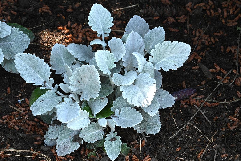 2025-06219152 Tower Hill Botanic Garden, MA.JPG - Silver Spurflower, Silvery Plectranthus (Plectranthus argentatus). New England Botanic Garden at Tower Hill, MA, 6-21-2025